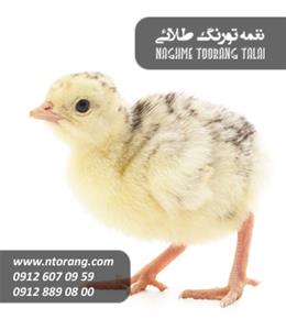 فروش جوجه بوقلمون گوشتی يك روزه